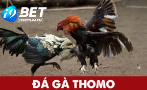 Đá gà thomo